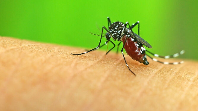 Un mosquito se posa sobre la piel de una persona
