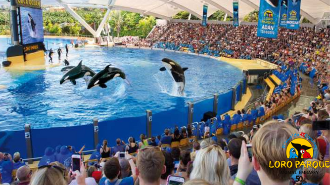 El relato de un buzo que trabajó en Loro Parque pone en duda el trato que reciben las orcas y el zoo contesta