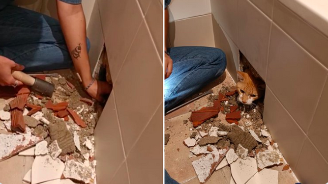 La absurda pero real y viral anécdota de la chica que rompe la pared del baño para salvar a su gato