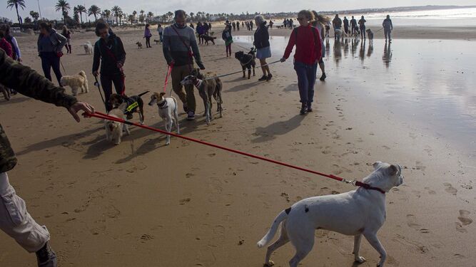 Paseo con perros celebrado en las playas de Chiclana, en una imagen de archivo.