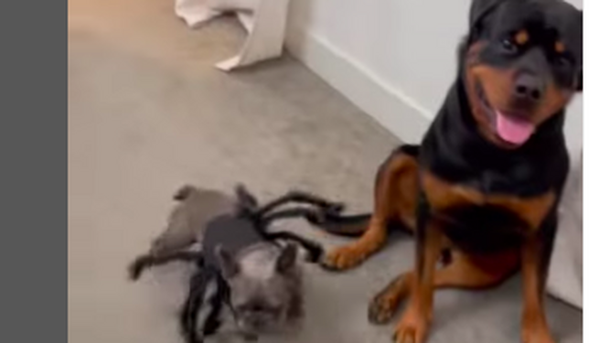 El vídeo viral de un perro murciélago que asusta a un gran rottweiler