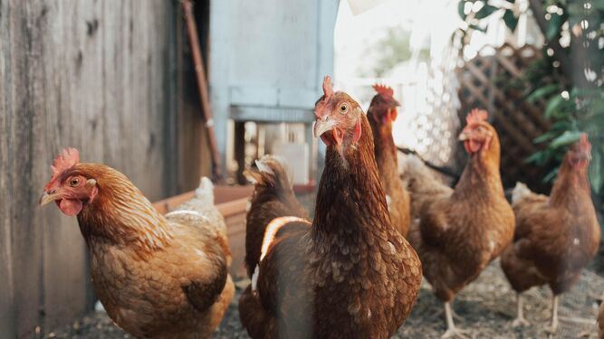 Se ha detectado un caso de gripe aviar en España.