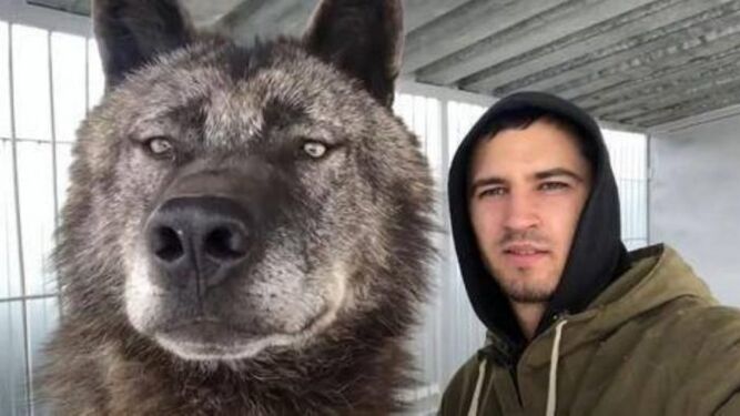 Un hombre vive con el lobo más grande del mundo y lo trata como si fuera un cachorro