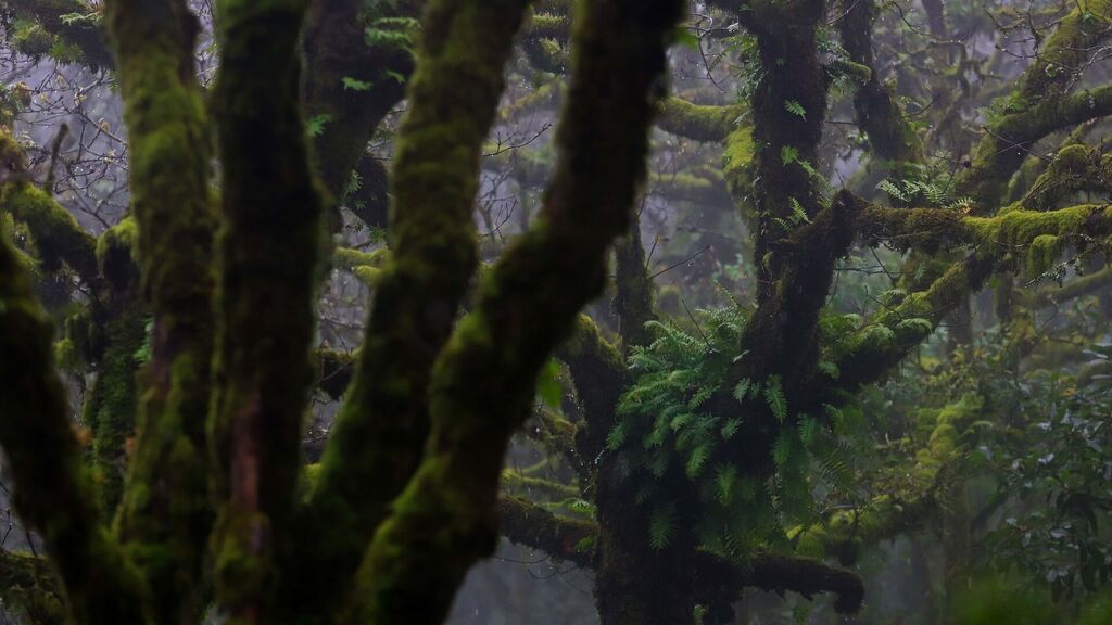 Un paseo por el Bosque de la Niebla