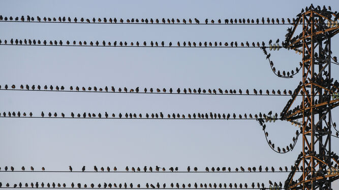 Decenas de aves se posan sobre los cables de las torretas de alta tensión en Oviedo.