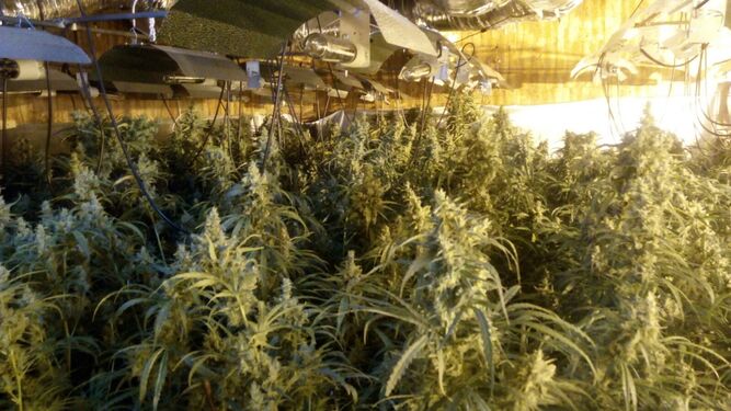 Una plantación de marihuana en Sanlúcar.