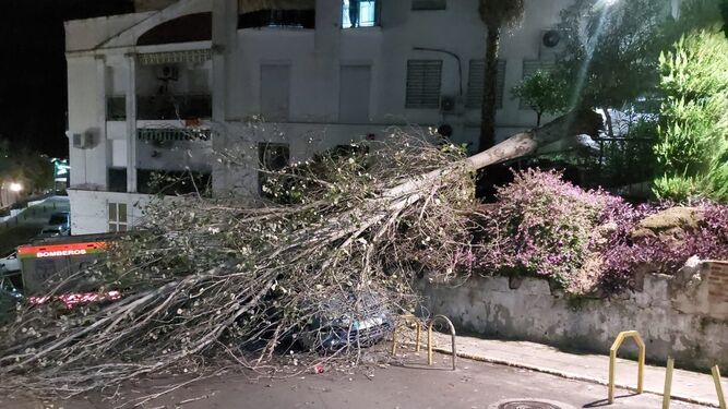 Un árbol que ha caído por el viento en Ubrique.