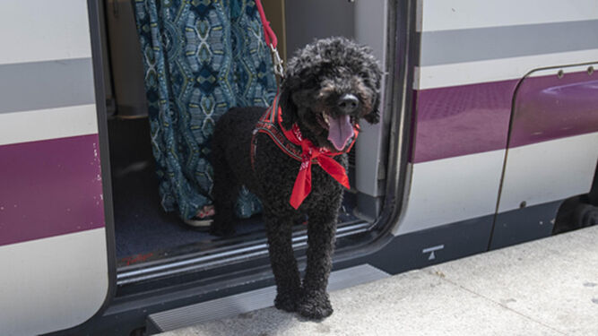 Una mujer baja del tren con su perro