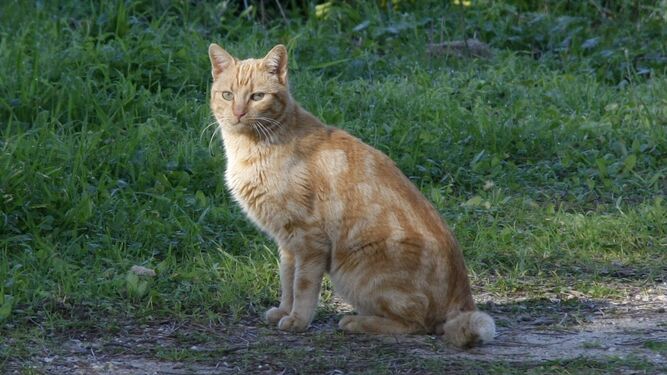 Un gato perteneciente a una de las colonias felinas de la ciudad.