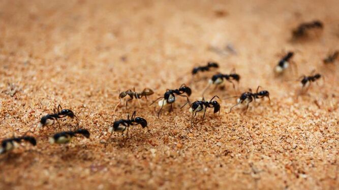Curiosidades sobre las hormigas: algunas siguen patrones al caminar y no lo hacen al azar