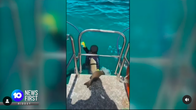 Graban el momento exacto en el que un tiburón ataca a un niño de 8 años
