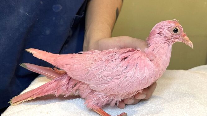 Muere la paloma que pintaron de rosa para revelar el sexo de un bebé
