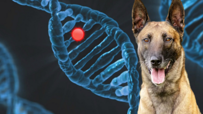 Un estudio examina la relación entre el comportamiento canino y su herencia genéticaa