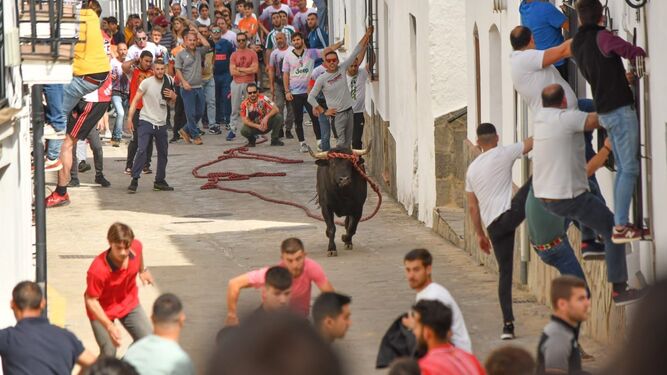 La suelta de un toro en Benamahoma este Domingo de Resurrección.