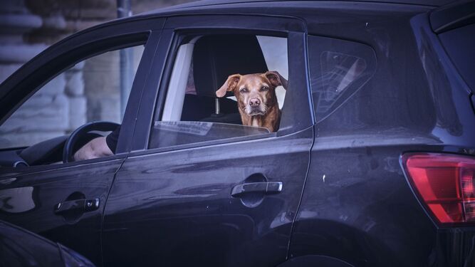 Un perro a bordo de un coche paseando por Cádiz.