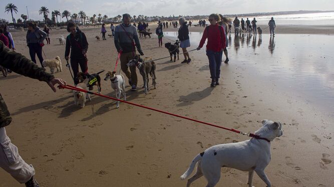 Un paseo con perros en la playa organizado por Toniza.