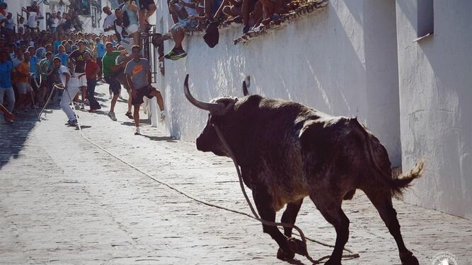Suelta de un toro con una maroma por las calles de Grazalema.