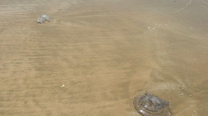 Alerta en la playa de Santa María de Cádiz por una plaga de medusas