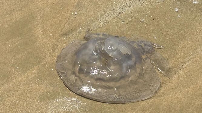 El tamaño de una de las medusas encontradas en la orilla de Santa María del Mar esta mañana