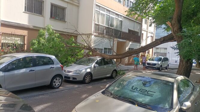 Una rama cae sobre el techo de un coche en la plaza Maestro Escobar.