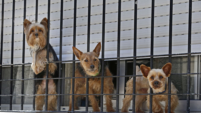 Tres perritos en la ventana de una vivienda de Cádiz