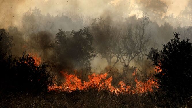 Las llamas arrasan con la vegetación en Grecia.