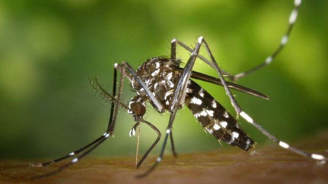 Mosquitos transmisores del virus del Nilo Occidental