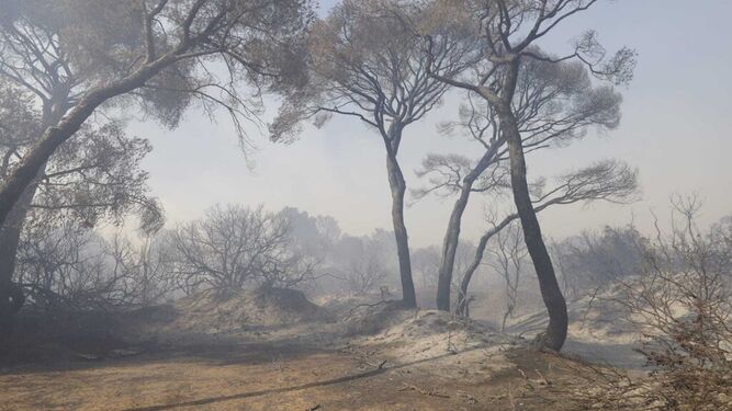 Así quedaron algunos de los pinos tras el incendio de Las Canteras