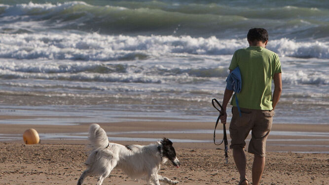 Un usuario pasea en una playa de Cádiz con su mascota