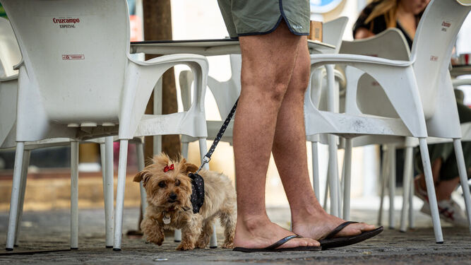 Un perro pequeño en una terraza de un bar