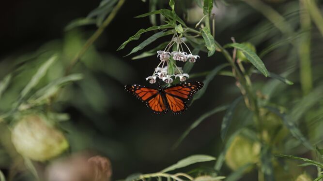 Sendero de la Mariposa Monarca