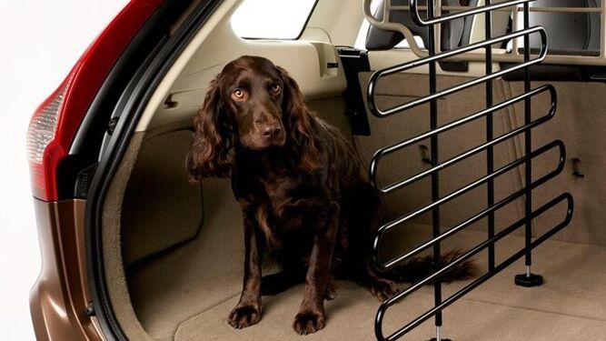 Maneras correctas de llevar a tu perro en el coche y comportamientos a evitar