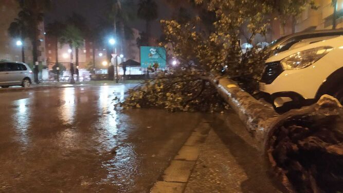 Uno de los árboles que el viento ha tirado en San Fernando, en Hornos Púnicos.