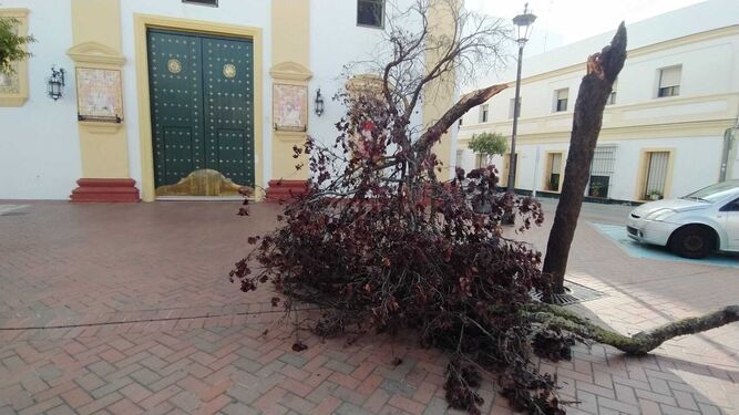 Uno de los árboles arrancados de por el temporal, en la Pastora.