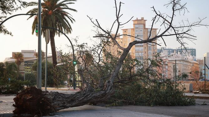 Uno de los árboles caídos en Cádiz.
