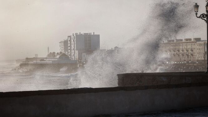El temporal Bernard arrasa como un ciclón con la arboleda y mobiliario urbano de Cádiz