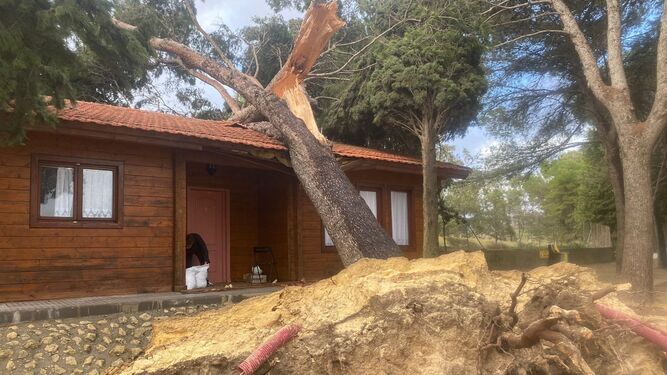 Un árbol cae en una edificación en Bornos