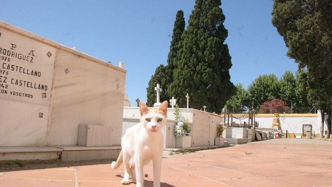 Un gato, en el cementerio municipal de El Puerto.