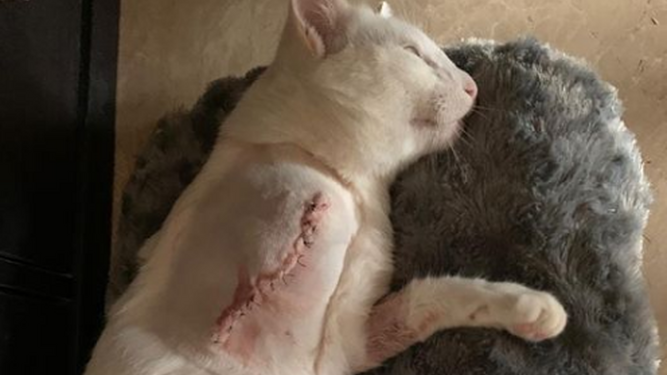 El gato que tuvo que ser operado tras el disparo en Puerto Real y perdió una pata.