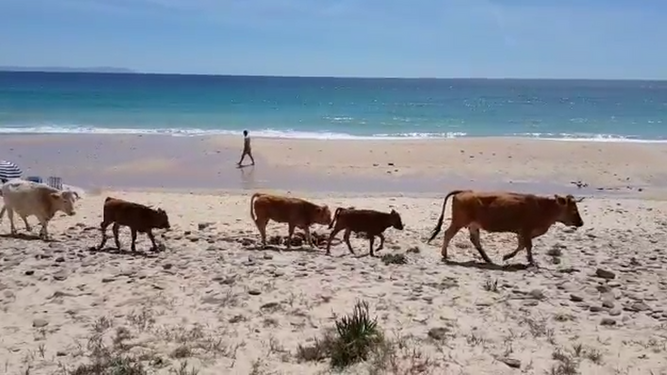 Vacas paseando en la playa
