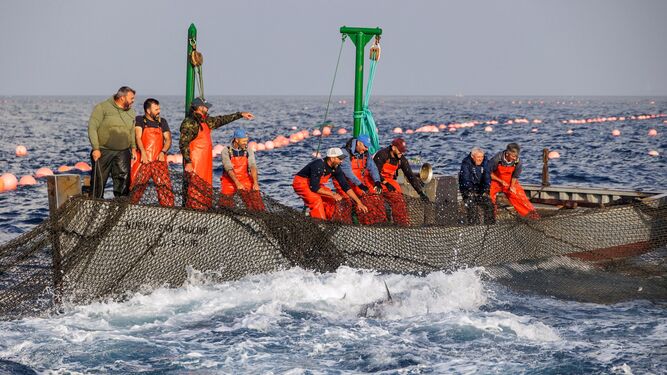 Imagen de la primera levantá de atunes de este año en Barbate.