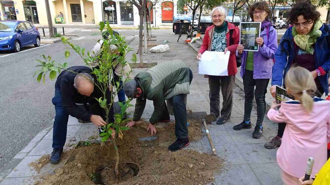 La plantación de arbolado por Ecologistas en Acción en alcorques vacíos de la Plaza Miguel del Pino.