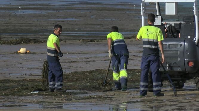 Operarios de GEN recogen algas de la Playa de La Cachucha de Puerto Real