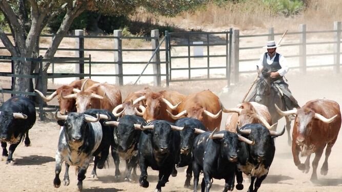 Una imagen de una ganadería de la provincia de Cádiz.