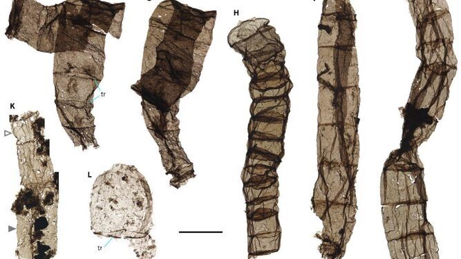 Hallan en China los fósiles multicelulares más antiguos, de 1.635 millones de años