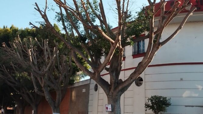 Un ejemplo de poda de árboles en San Fernando que critican los grupos ecologistas.