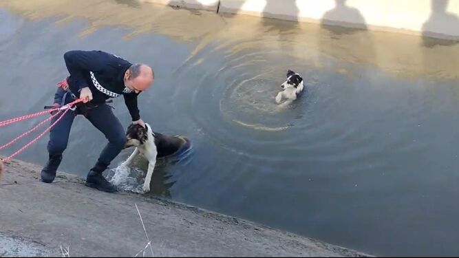 El agente de Policía Local, en el momento del rescate de los perros que cayeron al canal.