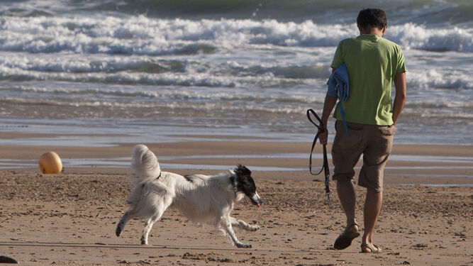 El dueño de un perro pasea a su mascota por una playa canina.