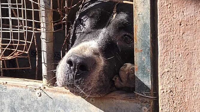 Un perro intenta ver la luz del sol en su pequeña jaula en el centro chiclanero.