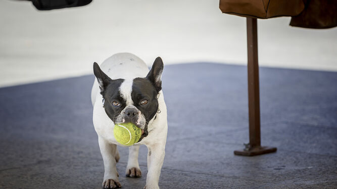Un perro jugando con una pelota.